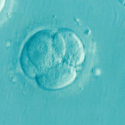 embryo-1514192_960_720